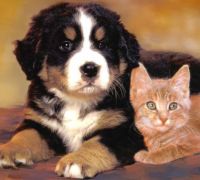 DOGS AND CATS PORTRAITS