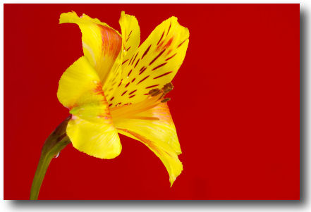 Fine-Arts-Giclee-3